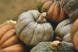 Gray colored 'Musquee de Provence' pumpkin in pile