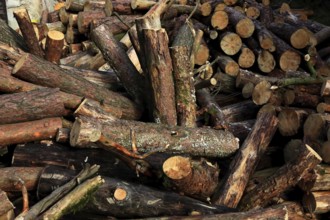 Firewood, logs, sawn into metre pieces