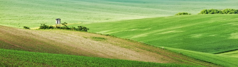 Panorama of Moravian rolling landscape with hunting tower shack on sunset. Moravia, Czech Republic,