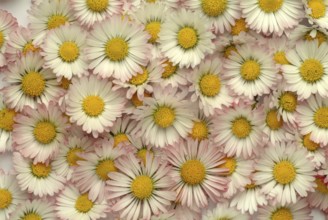 Common daisy (Bellis perennis), medicinal plant, naturopathy classifies the daisy among other