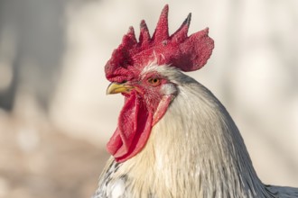 Portrait of a farmyard rooster on a country farm. France