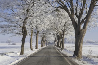 Small-leaved lime, little-leaf linden (Tilia cordata) trees bordering country road on snow covered