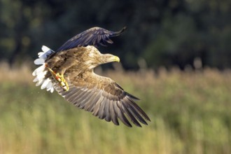 Flying white-tailed eagle (Haliaeetus albicilla) catches a rudd (Scardinius erythrophtalmus),