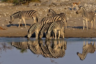 Burchell's Zebras (Equus quagga burchelli) drinking at the waterhole Chudop, Etosha National Park,