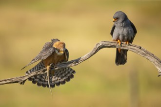 Red-footed falcon (Falco vesperetinus) Male handing over a captured lizard to female, Hungary,