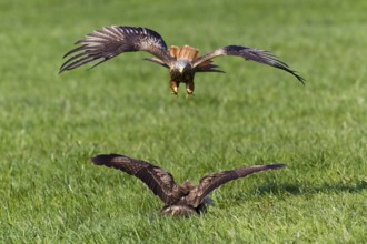 Red kite (Milvus milvus) attacks Steppe buzzard (Buteo buteo), Steppe buzzard, Milan, Lower Saxony,