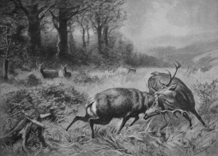 Fighting Stags in the Rut, 1880, Austria, Historic, digitally restored reproduction of an original