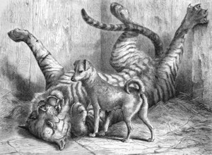 A small dog plays with a young tiger with whom he grew up together, in the zoo of Cologne, 1869,