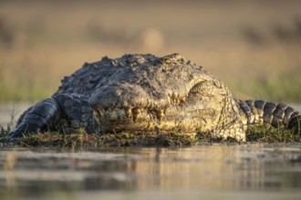 Nile crocodile (Crocodylus niloticus) portrait from front resting in water. Low angle image of the