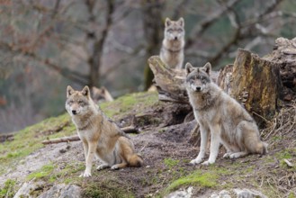 Four grey wolves (Canis lupus lupus) stand on a hill near a rotten tree trunk and watch something
