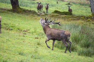 Red deer (Cervus elaphus) Rutting behaviour captive Germany
