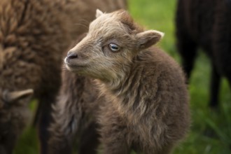 Brown lamb, portrait, Ouessant sheep (Breton dwarf sheep), grazing. Germany