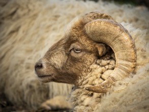 Sheep ram with horns, portrait, Ouessant sheep (Breton dwarf sheep), grazing. Germany