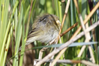 Chiffchaff or willow warbler (Phylloscopus collybita), sleeping animal in the biotope,