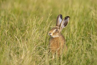 European hare (Lepus europaeus) Germany