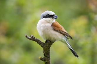 Red-backed shrike (Lanius collurio) ml Germany