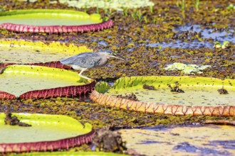 Mongrove Heron (Butorides striatus) Pantanal Brazil