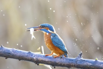 Kingfisher (Alcedo atthis) wbl Germany