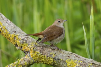 Nightingale (Luscinia megarhynchos) Germany