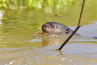Giant otter (Pteronura brasiliensis) Pantanal Brazil
