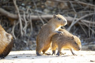 Capybara (Hydrochaeris hydrochaeris) Pantanal Brazil