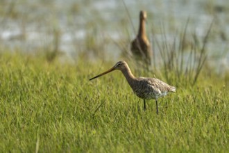 Black-tailed godwit (Limosa limosa), standing in a wet meadow, Texel, province of North Holland,