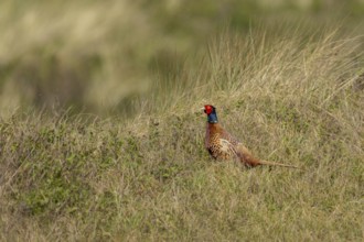Hunting Pheasant (Phasianus colchicus), Texel Island, Netherlands