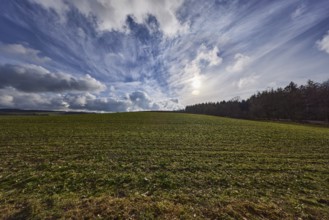 Field, agriculture, coniferous forest, deep blue sky, cumulus clouds, cirrostratus clouds,