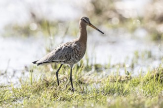Black-tailed godwit (Limosa limosa), Lower Saxony, Germany, Europe