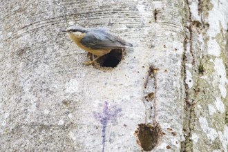 Nuthatch (Sitta europaea) Germany