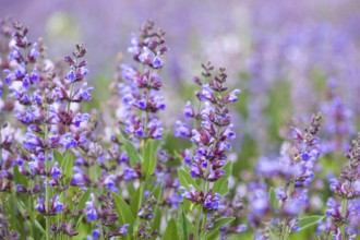 Common sage (salvia officinalis) in bloom, Freital, Saxony, Germany, Europe