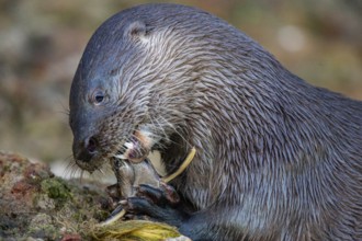 Southern river otter (Lontra longicaudis) Pantanal Brazil