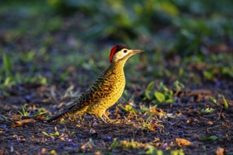 Green-banded Woodpecker (Colaptes melanochlorus) Pantanal Brazil