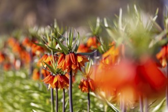 A blaze of colour in spring. Flowering imperial crown (Fritillaria imperialis) . Stuttgart,
