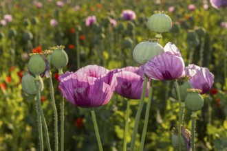 Poppy capsules and flowers of the blue poppy (Papaver somniferum) in the morning light, in a field