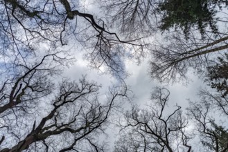 Forest and sky in the Ribnitzer Großes Moor nature reserve near Graal-Müritz, Mecklenburg-Western