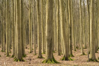 Pristine beech forest, UNESCO World Heritage Site on the Baltic Sea coast in Jasmund National Park,