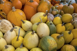 Market stall with pumpkins, Münsterland, North Rhine-Westphalia, Germany, Europe