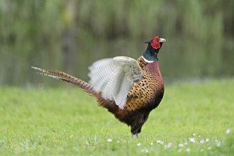Pheasant (Phasianus colchicus), calling male, courtship, flapping wings, fluttering, Texel, North