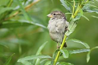 House sparrow (Passer domesticus), female, sitting on a branch, Switzerland, Europe