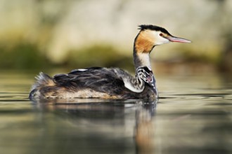 Great Crested Grebe (Podiceps Scalloped ribbonfish), with chicks in plumage swimming in the water,