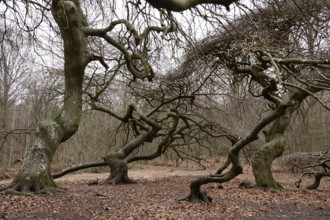Witches' forest on Rügen, crippled beeches, March, Mecklenburg-Western Pomerania, Germany, Europe