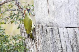 Green woodpecker (Picus viridis) Germany
