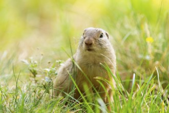European ground squirrel (Spermophilus citellus) on a meadwo, Bavaria, Germany, Europe