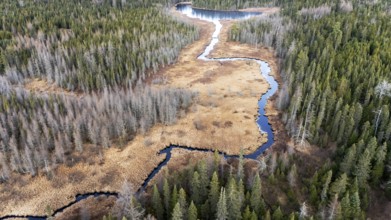 River crossing a swamp area. Region of La Mauricie. Province of Quebec. Canada