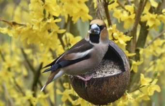 Hawfinch, (Coccothraustes coccothraustes) eats sunflower seeds in forsythia, (Forsythia ×