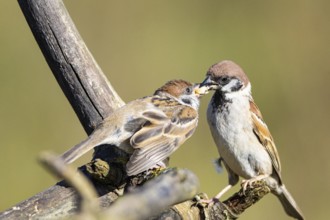 Tree sparrow (Passer montanus) Germany