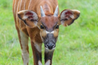 Portrait of an Eastern Bongo (Tragelaphus eurycerus isaaci)