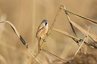 Bearded Tit (Panurus biarmicus), male, sitting on a reed stalk, Klingnau Reservoir, Canton Aargau,