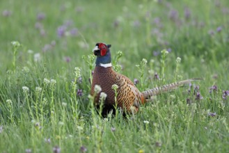 Pheasant or hunting pheasant (Phasianus colchicus), male standing in a flower meadow, Lake Neusiedl